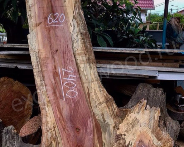Экзотическая древесина Платан купить в интернет-магазине
